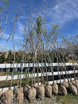 Arboles De Mesquite De Bola Chica 12ft Tall 