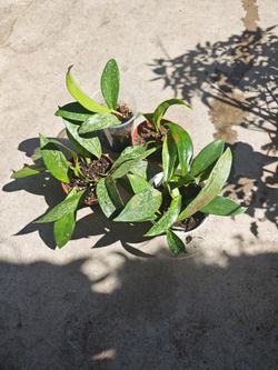 Hoya Pubicalyx (Splash)