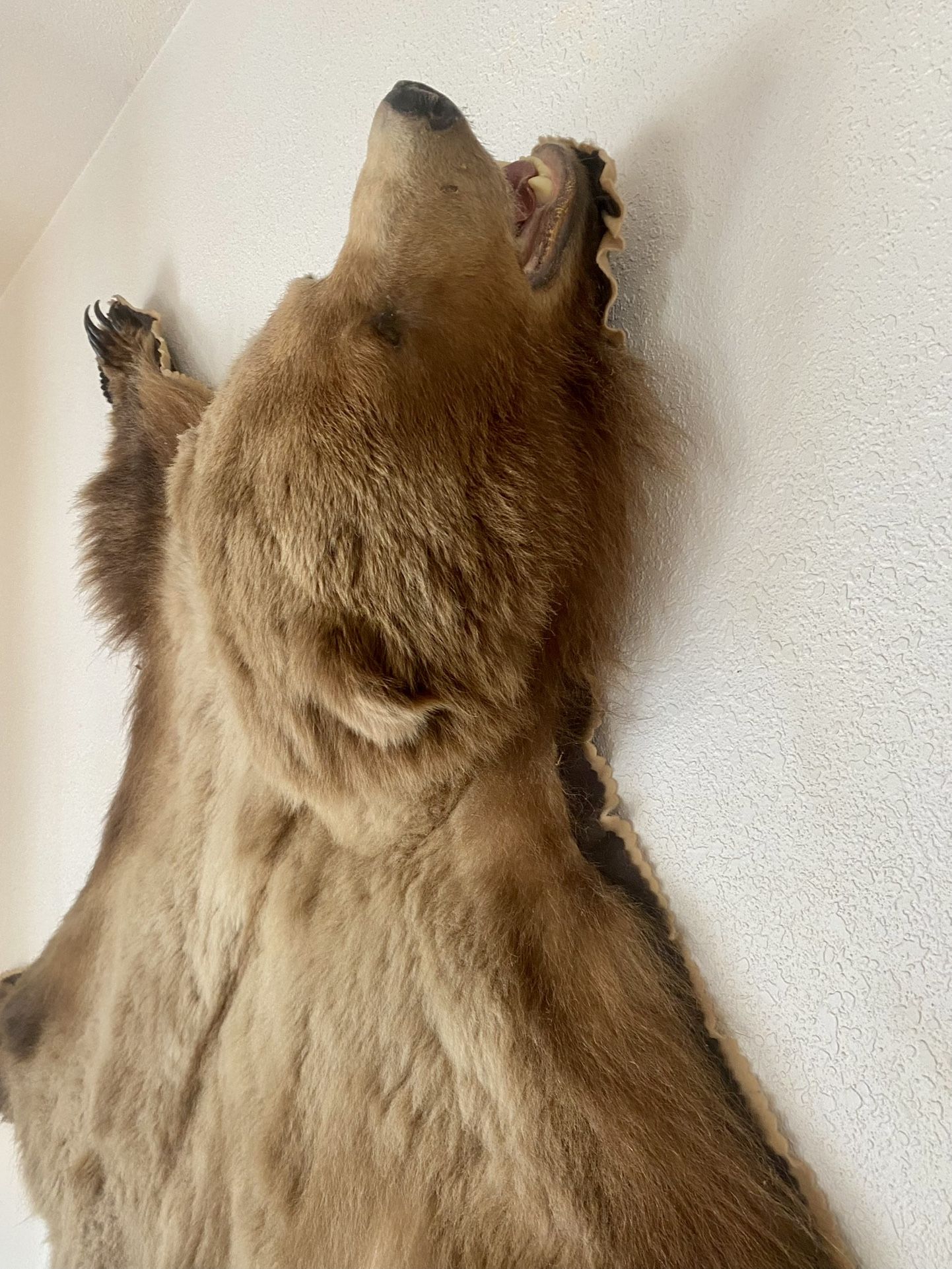 Alaskan Grizzly