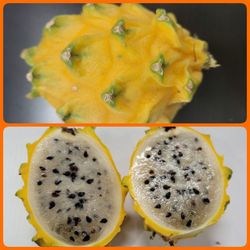 Dragon Fruit Plant Yellow Palora