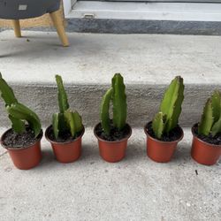 Red Dragon 🐉 Plant 