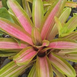 Bromeliads