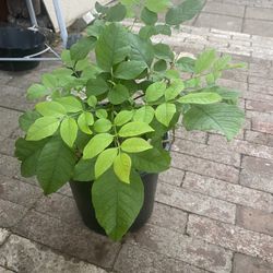 Almendro Listo Para Plantar