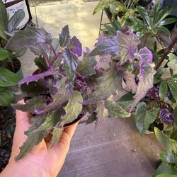 4” purple passion plant