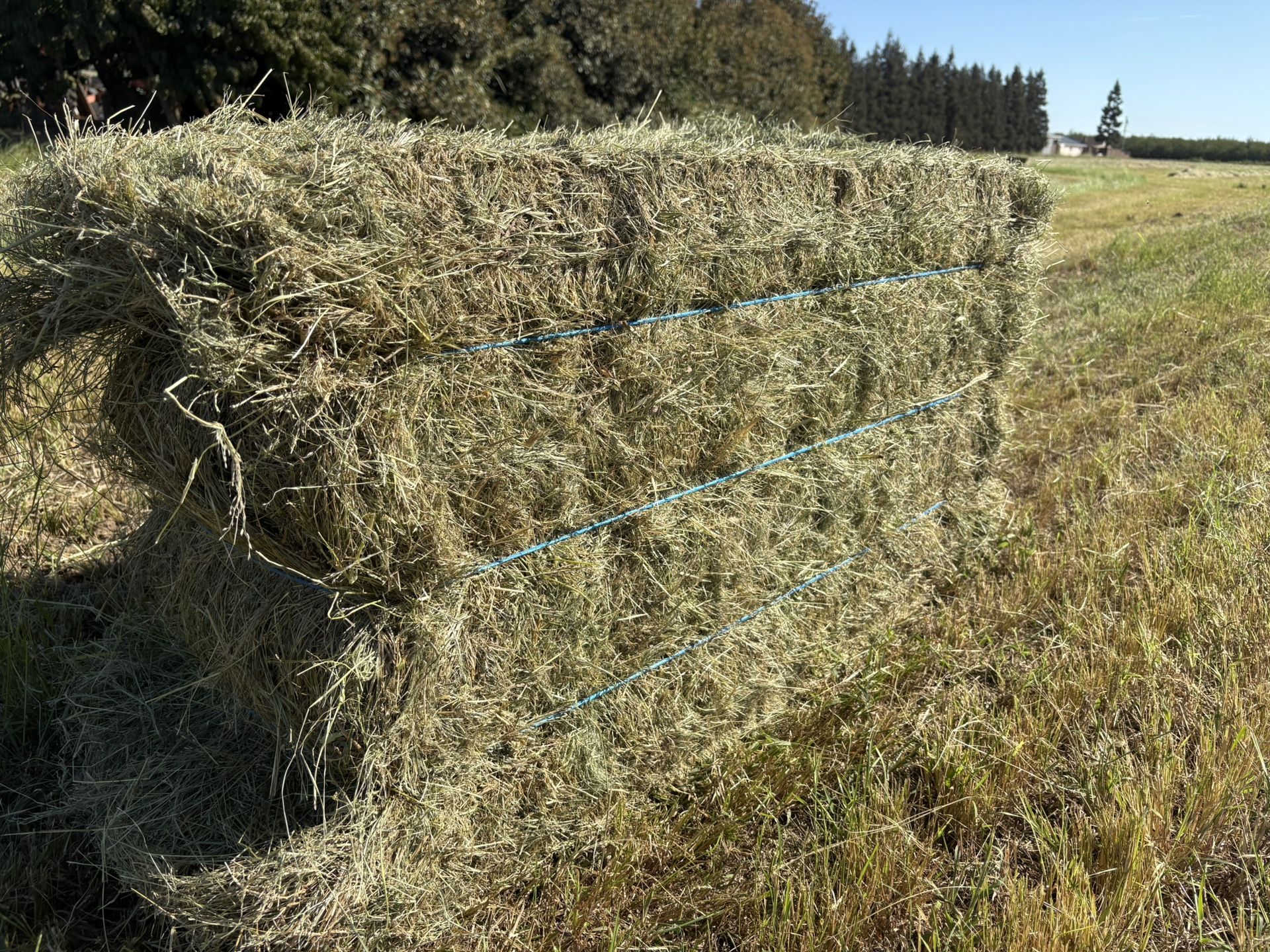 Teff Hay