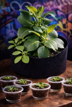 Kalanchoe Starter Plants ā Easy Care Succulents š±
