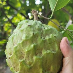 Cherimoya For Sale