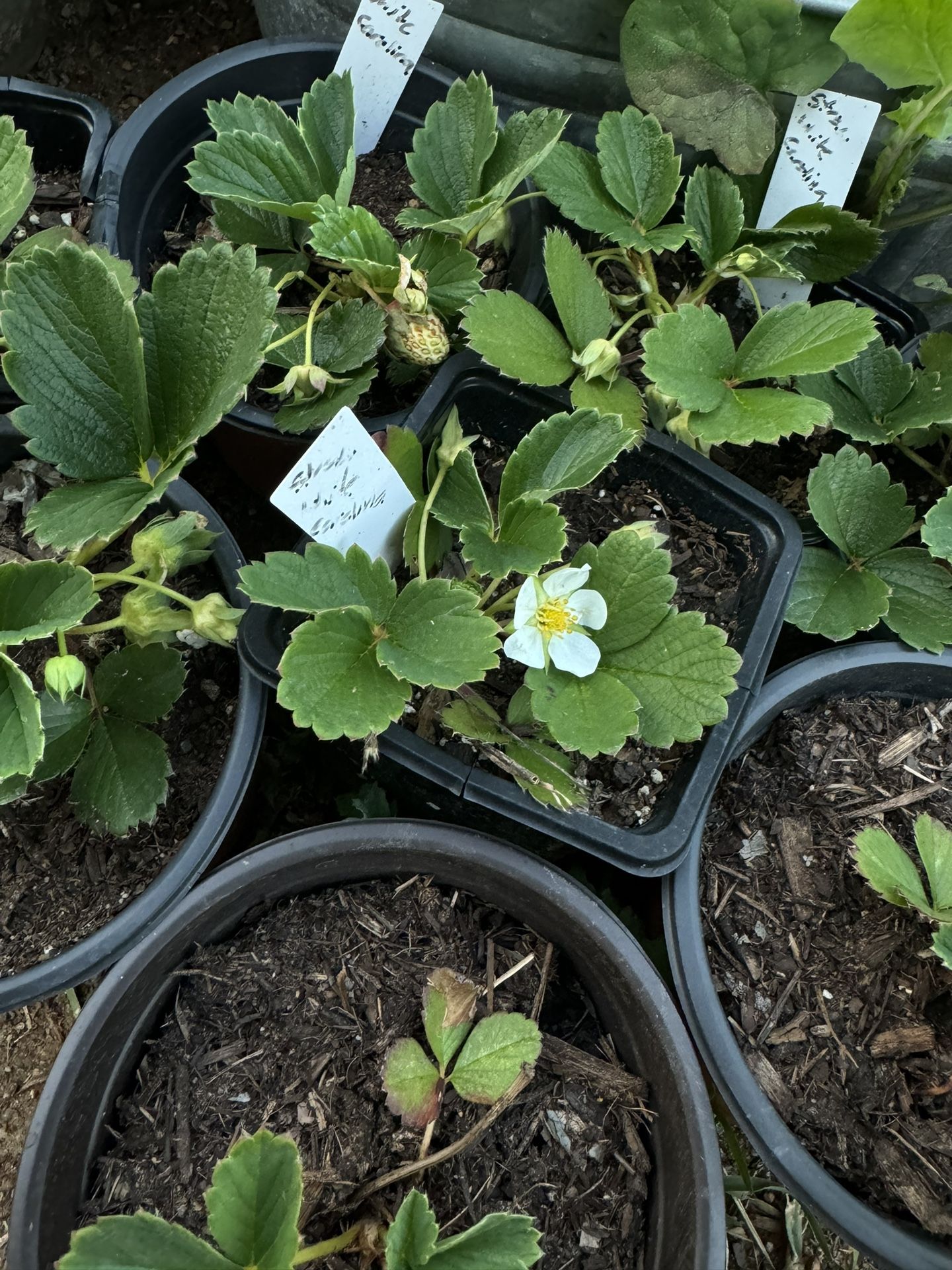 White Strawberry Plant 