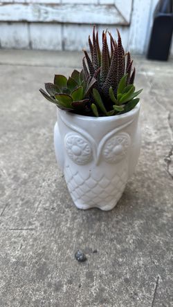 Small owl succulent