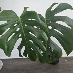 Monstera Deliciosa 