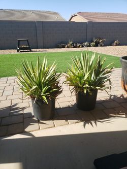 Two , Heavy 45 Lbs. Each ,Agave Bouquets