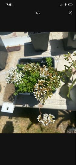 Blooming Jelly Bean Plant (Sedum rubrotinctum)