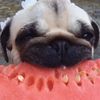 Pug mom🐾