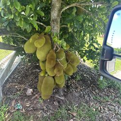 Yellow Jackfruit