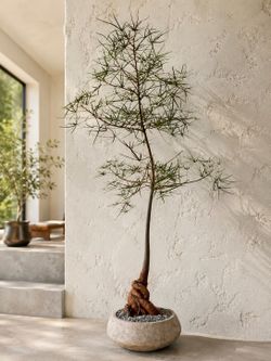 ~ 80” Tall Queensland Bottle Tree/ Brachychiton Rupestris (Planter Included) (Local LA Seller)