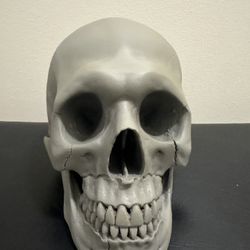 Medical Education Tool- Fractured Skull (original Price : $163)