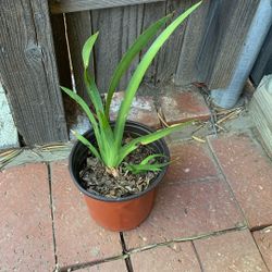 Iris Flower Plant For Sale 