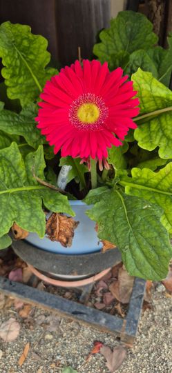 Plants for sale
