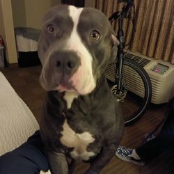 Pitbull/King Corso  Needs A Good Home!!!