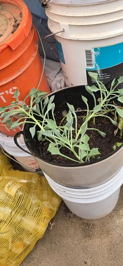 Plant