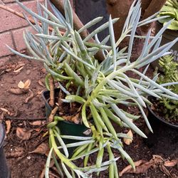 6in Pot Blue Chalk Succulent 