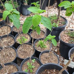 Texas White Olive 2gallon 3ft Tall 