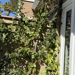 Pretty In Pink Eden Climbing Rose 