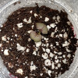 Purple Vienna Kohlrabi 