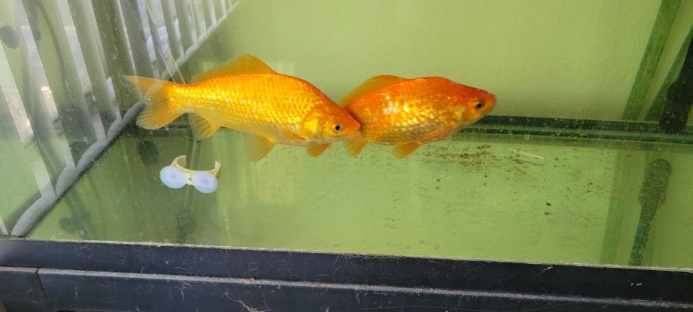 Free Fish Tank Accessories