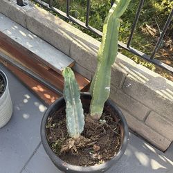 Free fully rooted cactus and pot