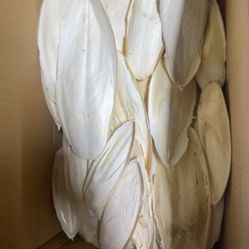 Large Premium Cuttlebone 