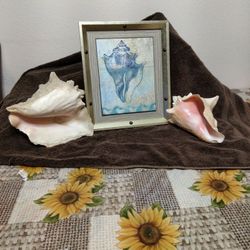 To Launch Seashells With The Frame