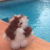 Liz