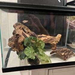 20gallon tank+10gallon