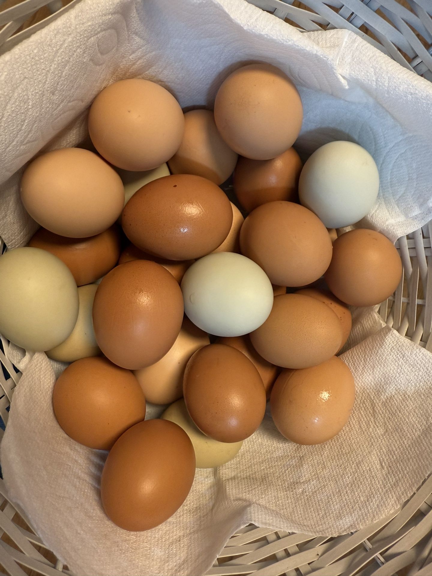 Daily Fresh Eggs