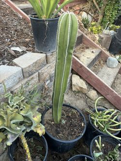 Mexican Fencepost Cactus, Over 2 Feet Tall Fully rooted 