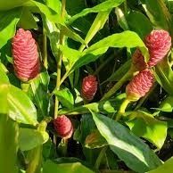 Shampoo Ginger Lily Plant Blooms Summer And Fall