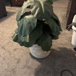 Fake Fig Plant In Basket