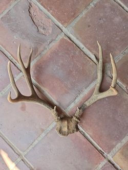 Whitetail  Antlers - 10pt