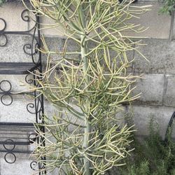 Firestick Succulent 6 Feet 