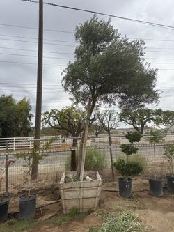 Huge fruitless olive tree - 30 inch box