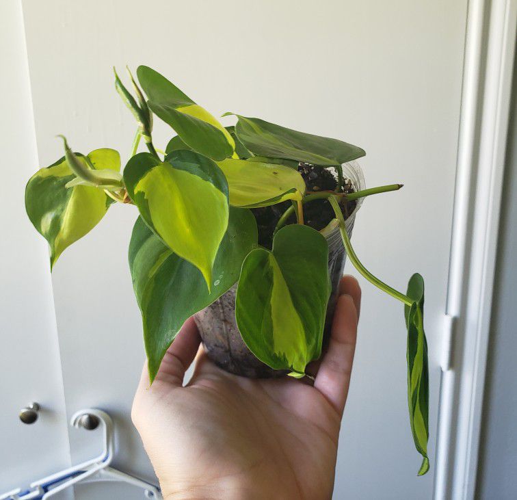 Philodendron 'Brasil' House Plant