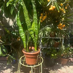 18 Inches Tall Snake Plant