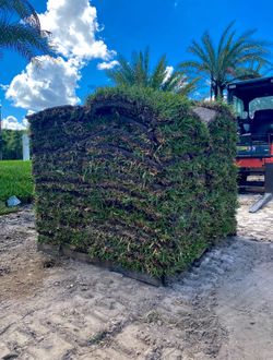 Fresh Harvested Sod