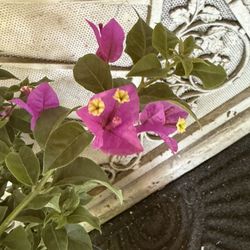 Bougainvillea Plant Flower 