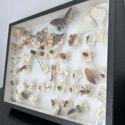  Insects In A Shadow Box-Super Cool Entomology Project 