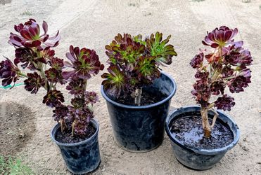 Plants