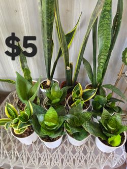 Snake plants
