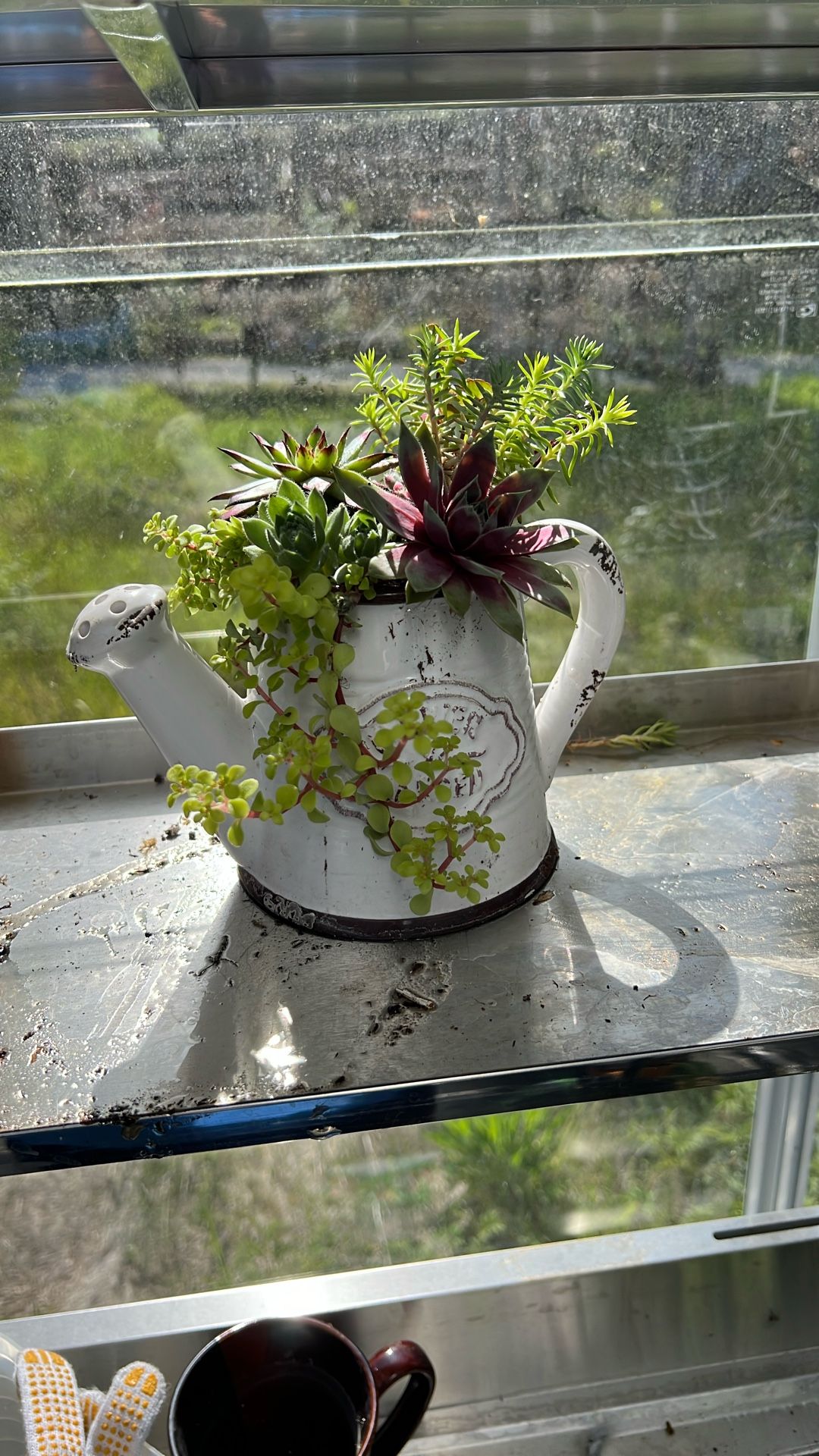 Live Succulents .