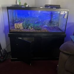 Fish Tank
